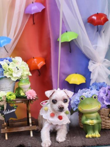 20230604ハチくん